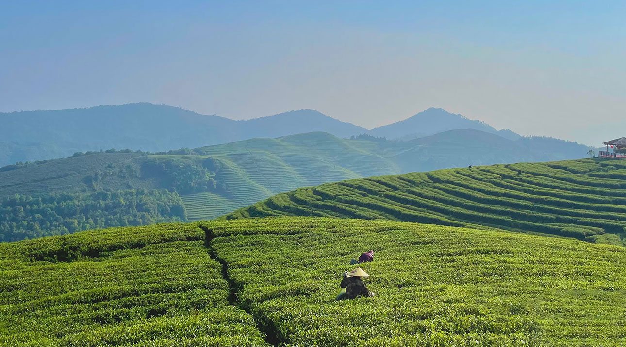 茶園風景
