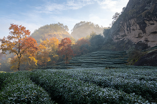 秋の茶園